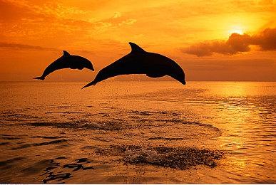 《任天堂全明星大乱斗》本月将有直面会：介绍DLC角色三岛一八